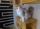 Frieda (6)
